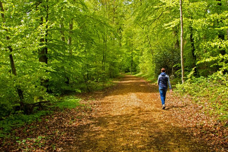 Waldspaziergang